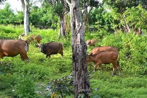 Villa Indah Balangan Jimbaran